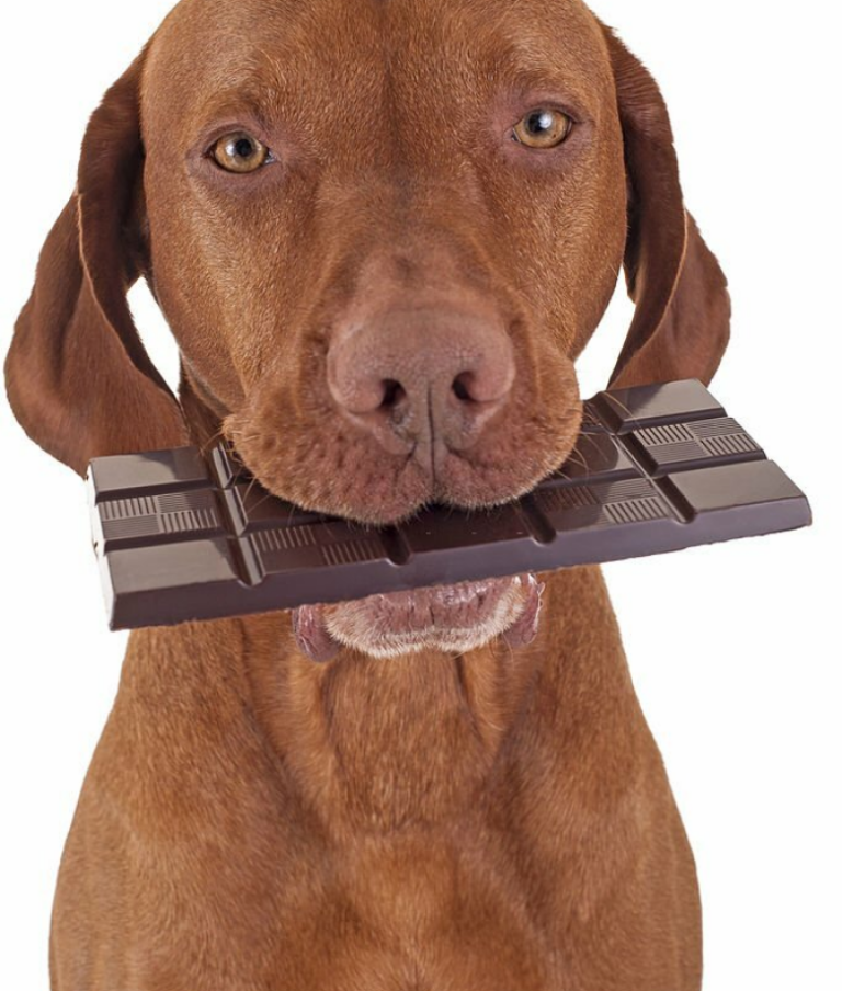 Curated visual reference: Gallery Detail: Chocolate Toxicity Calculator